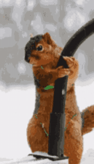 Man In Bow Tie In Boxing Ring GIF