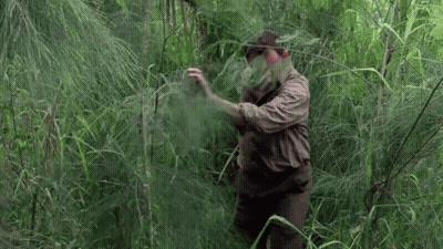 Man In Brown Shirt In Lush Green Forest GIF