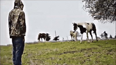 Man In Camo Jacket Looking At Herd Of Horses GIF