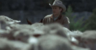 Man In Cowboy Hat In Herd Of Sheep GIF