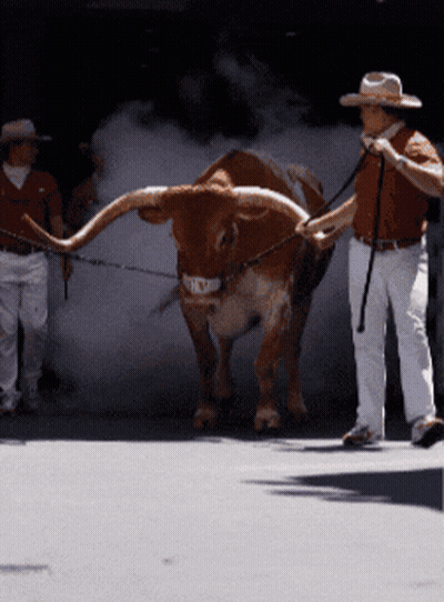 Man In Cowboy Hat Leading Brown Bull GIF