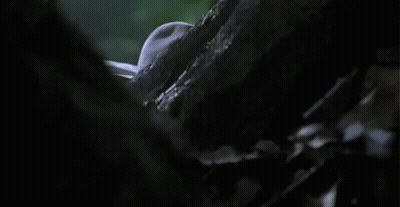 Man In Cowboy Hat Peeking Over Tree Trunk GIF