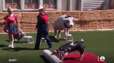 Man In Cowboy Hat Standing Next To Pig On Red Carpet GIF
