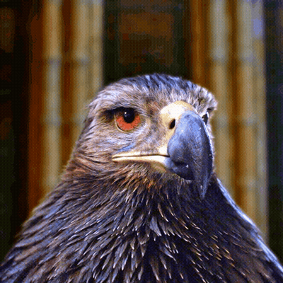 Man In Eagles Jersey Number 7 GIF