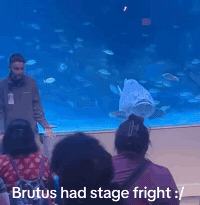 Man In Front Of Fish Tank Saying Brutus Had Stage Fright GIF