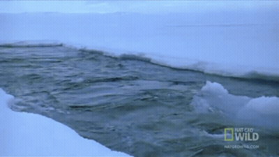 Man In Glasses Finland Flag Says Scream If You Love Finland GIF