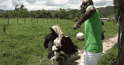 Man In Green Shirt Feeding Ostrich Ball GIF