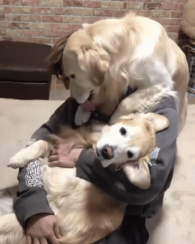 Man In Grey Sweatshirt Holding Large Dog GIF