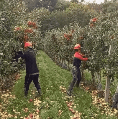 Man In Hard Hat Picking Apples In Orchard GIF