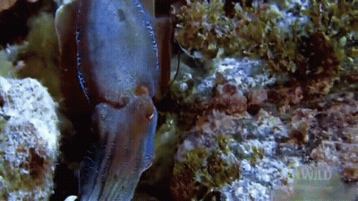 Man In Hat And Goggles With Others GIF