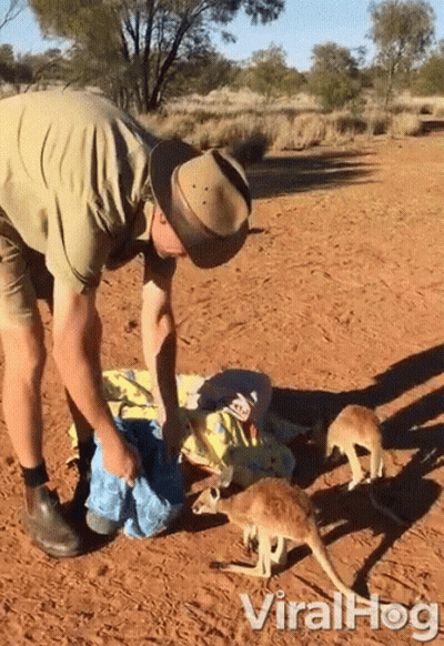 Man In Hat Standing Next To Two Kangaroos Viralhog GIF