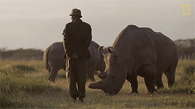 Man In Hat With Rhinos GIF