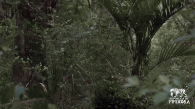 Man In Hawaiian Shirt Dancing In Woods With Fifth Donia Logo GIF