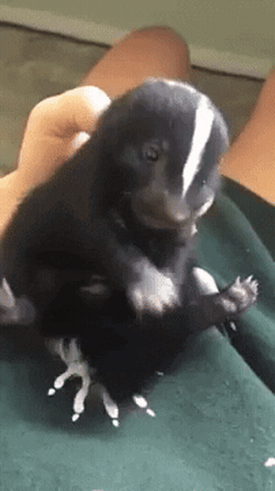Man In Headphones And Hat Saying Ok Sis Yellow Wall GIF