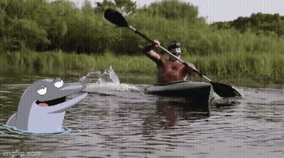 Man In Kayak With Dolphin Behind GIF