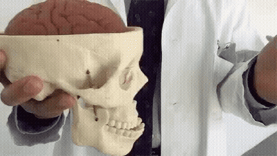 Man In Lab Coat Holding Skull And Brain Model GIF