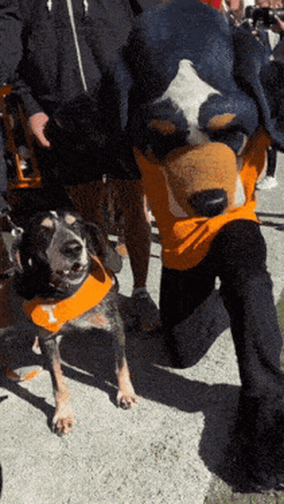 Man In Mascot Costume Kneeling Beside Dog With Orange Vest Letter T GIF
