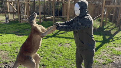 Man In Mask Holding Kangaroo's Hand GIF