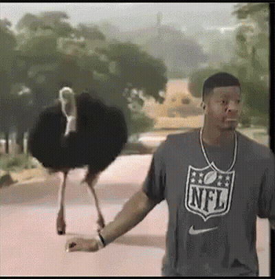 Hombre con camiseta NFL caminando con avestruz GIF