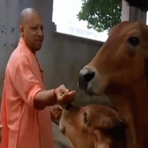 Man In Pink Shirt Feeding Cow GIF
