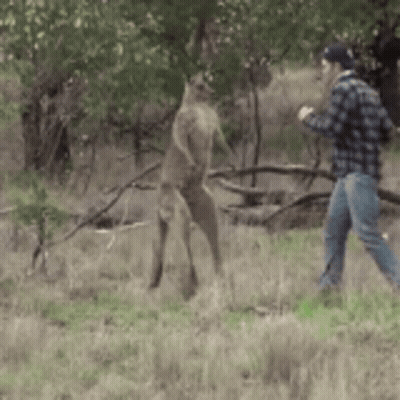 Man In Plaid Shirt Beside Kangaroo GIF