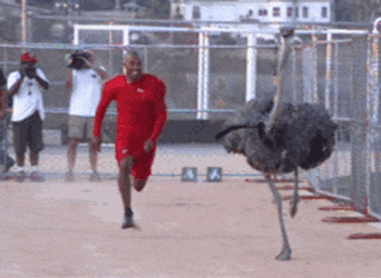 Man In Red Racing With Ostrich Today GIF