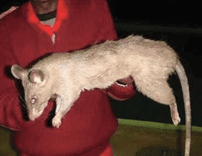 Man In Red Shirt Holding Large Rat GIF