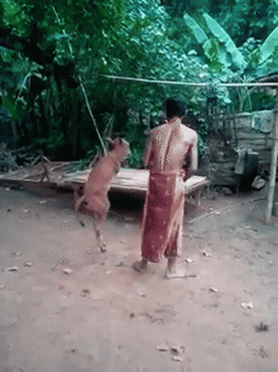 Man In Red Skirt Standing Next To Jumping Dog GIF