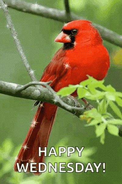 Man In Suit And Red Tie Smiling GIF