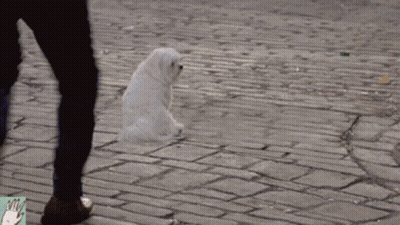 Man In Suit Holding Bride's Dress At Fountain GIF