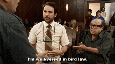 Man In Tie Talks Bird Law In Courtroom GIF