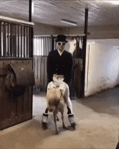 Man In Top Hat Riding Pony In Stable GIF