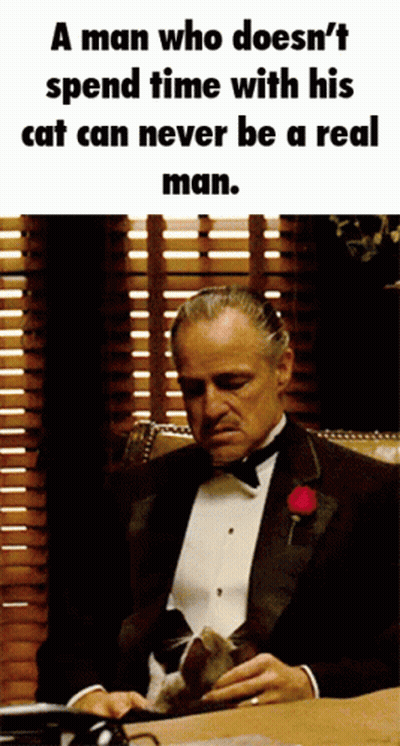 Man In Tuxedo At Desk With Cat GIF