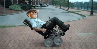 Man In Wheelchair With Chimpanzee On His Face GIF
