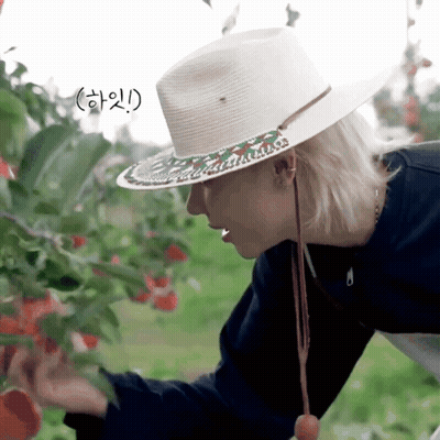 Man In White Hat Picking Apples From Tree GIF