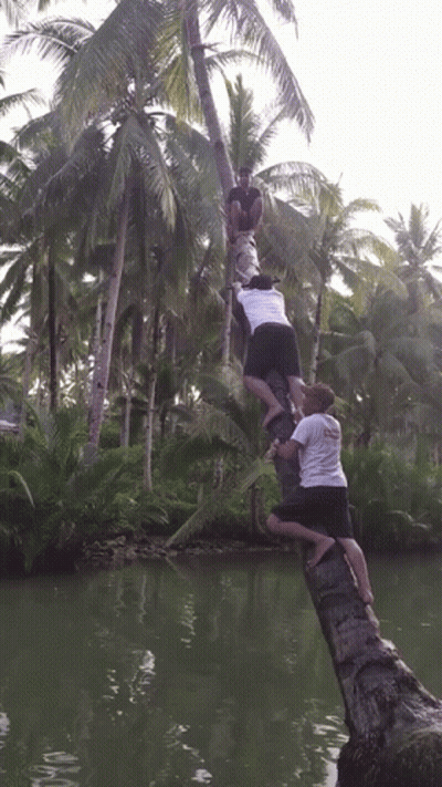 Man In White Hawaii Shirt Climbs Tree GIF
