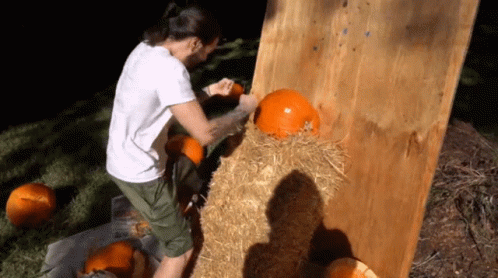 Man In White Shirt Carving Pumpkins On Hay Bale GIF