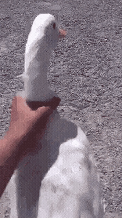 Man In White Shirt Jumping In Boxing Ring KO GIF