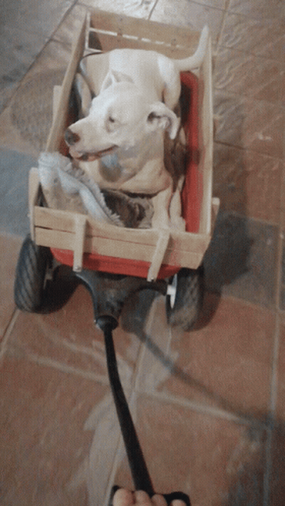 Man In Yellow Hat Pulling Wagon With Donkeys GIF
