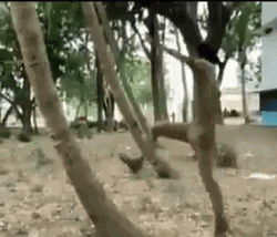 Man Jump On Coconut Tree GIF