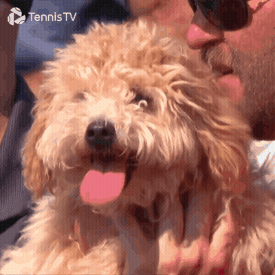 Man Kissing Small Dog Tennis TV GIF