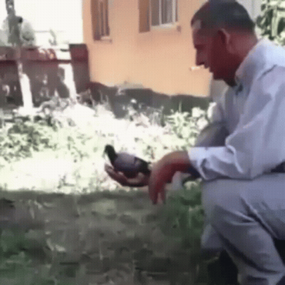 Man Kneeling Holding Pigeon GIF