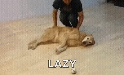 Man Kneeling Next To Dog Lying On Back GIF