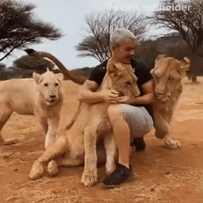Man Kneeling Next To Two Lions In Dirt GIF