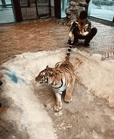 Man Kneeling Next To Walking Tiger GIF