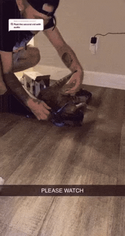 Man Kneeling Playing With Cat GIF