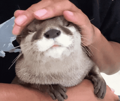 Man Kneeling With Crocodile Costume GIF
