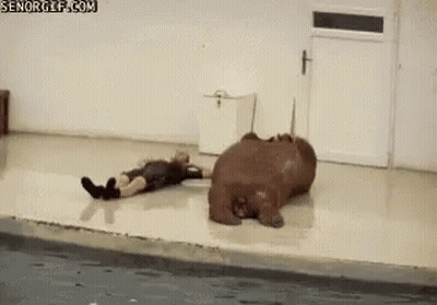 Man Laying Next To Hippopotamus In Swimming Pool GIF