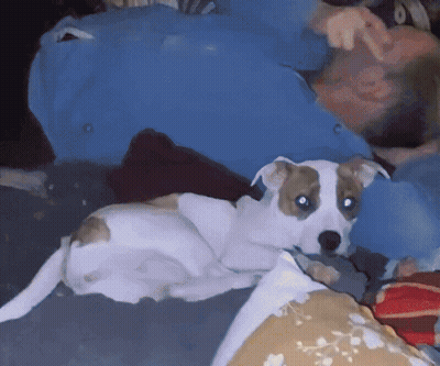 Man Laying On Couch With Dog On His Lap GIF