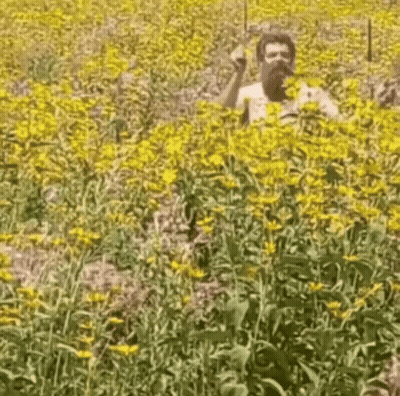 Man Laying On Stomach In Grassy Field GIF